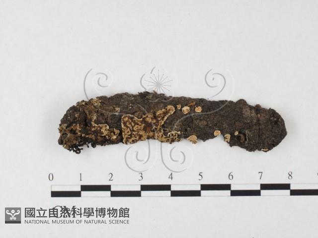 盤革菌屬藏品圖，第1張