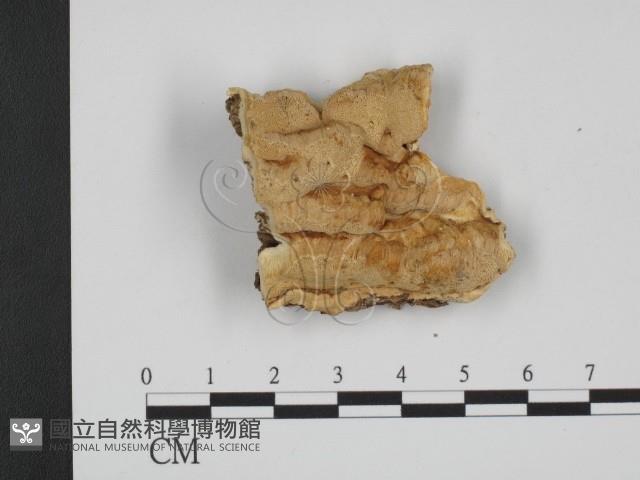 登錄號:F0006663藏品圖，第1張