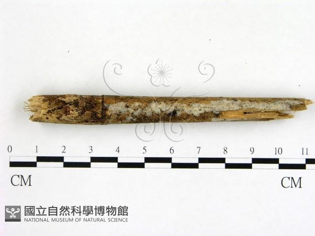 冇骨消絲齒菌藏品圖，第1張