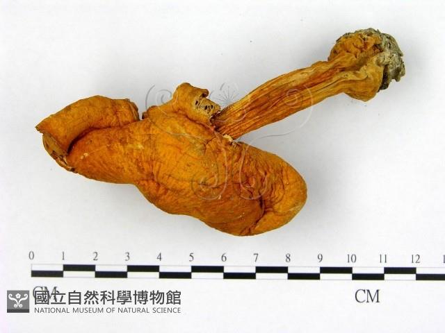 登錄號:F0001663藏品圖，第1張