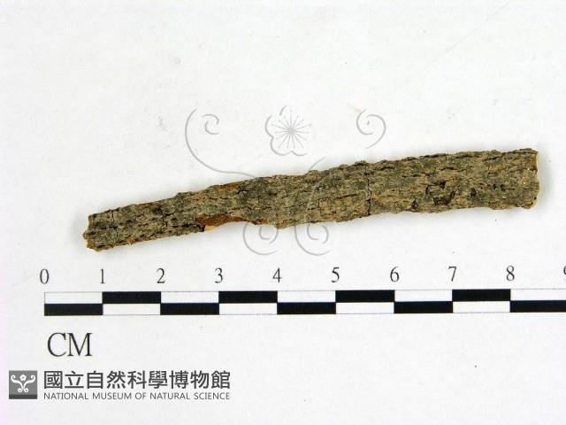 登錄號:F0011663藏品圖，第1張