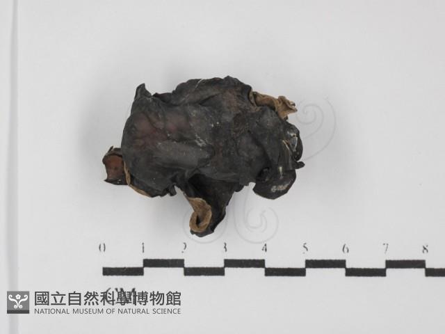 毛木耳藏品圖，第1張