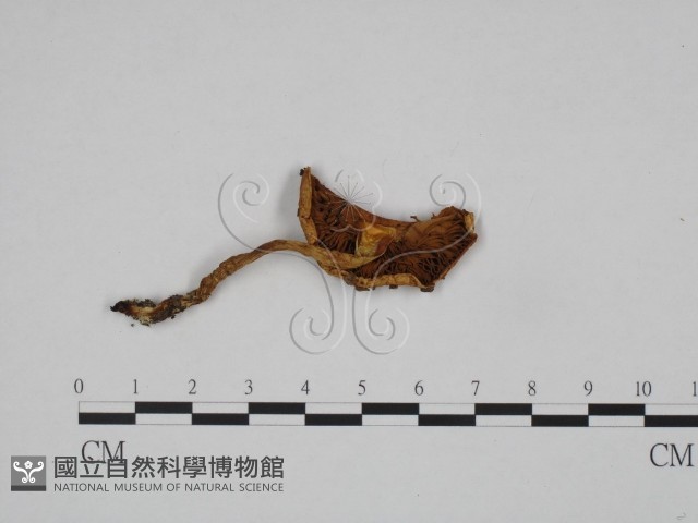 登錄號:F0024663藏品圖，第1張