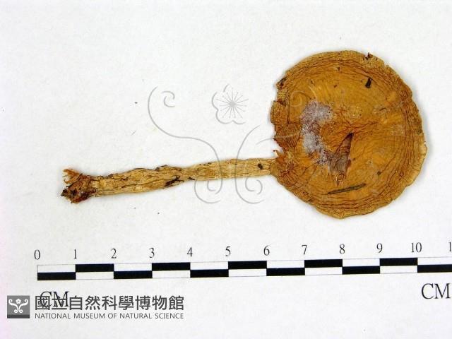 登錄號:F0004663藏品圖，第1張