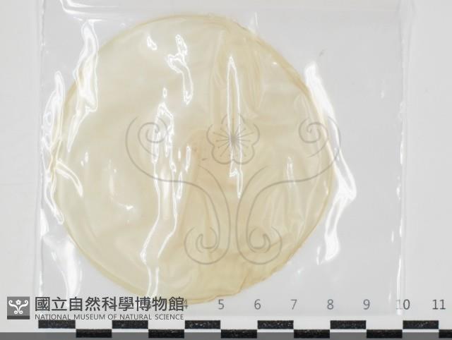 登錄號:F0034663藏品圖，第1張