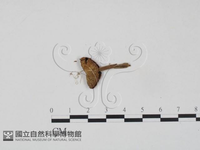 登錄號:F0002663藏品圖，第1張
