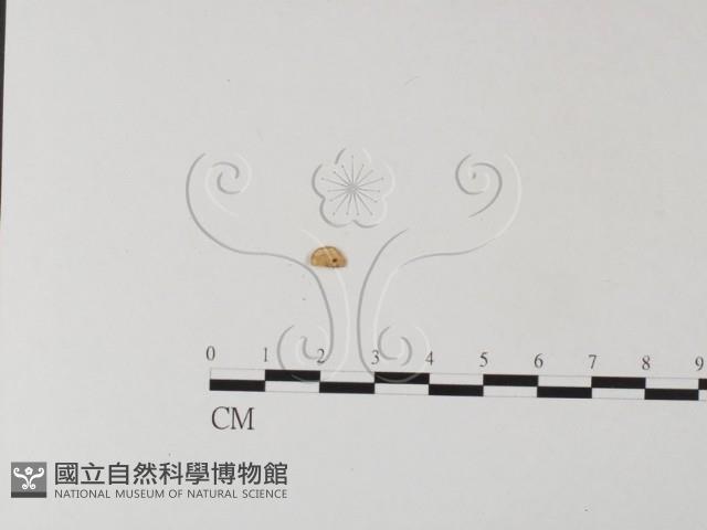 登錄號:F0012663藏品圖，第1張