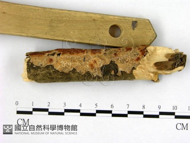 登錄號:F0007663藏品圖，第1張