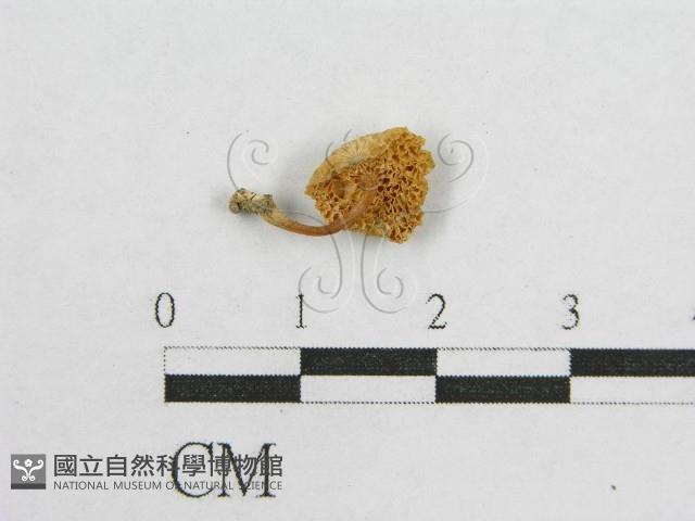 登錄號:F0005663藏品圖，第1張