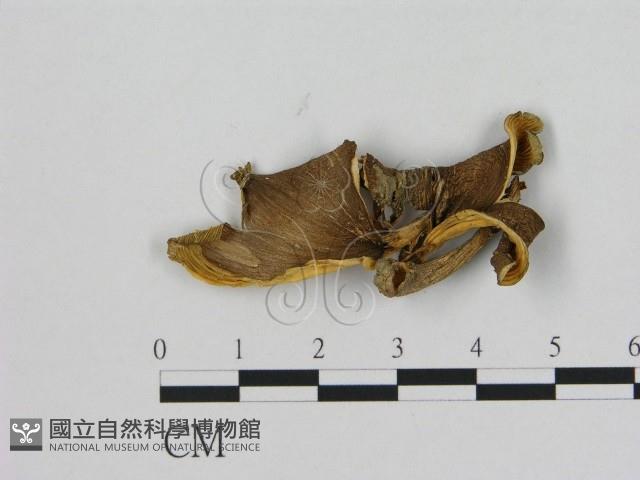登錄號:F0015663藏品圖，第1張