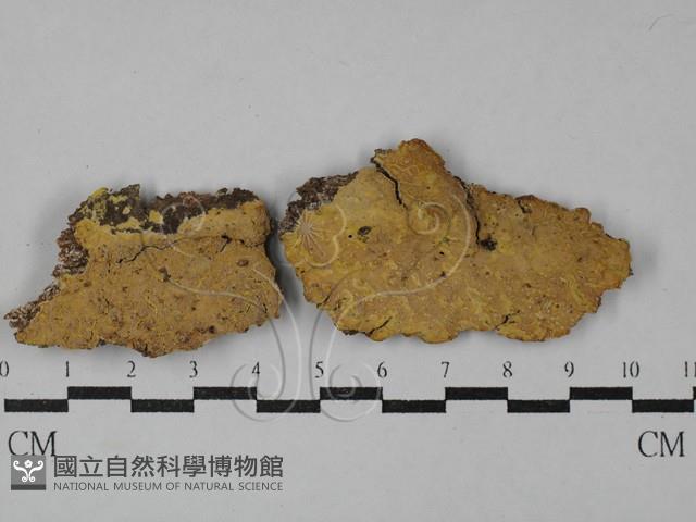 射脈菌屬藏品圖，第1張