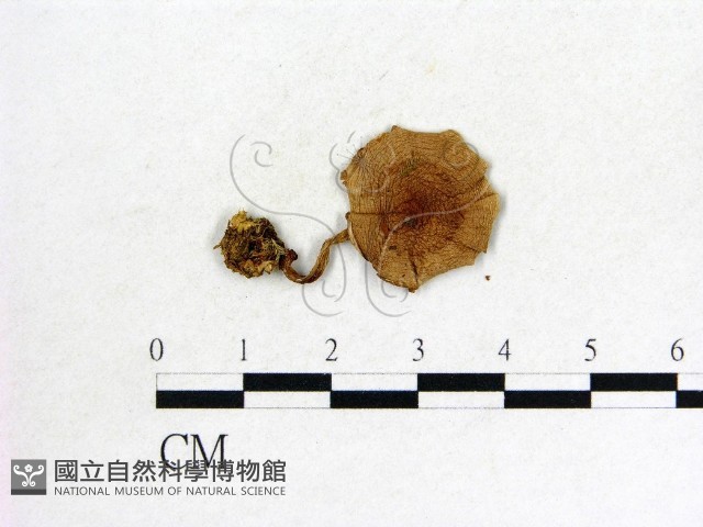 登錄號:F0009663藏品圖，第1張