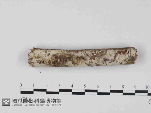 絲皮菌屬藏品圖，第1張
