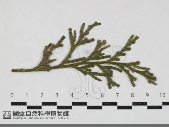 登錄號:F0033663藏品圖，第1張