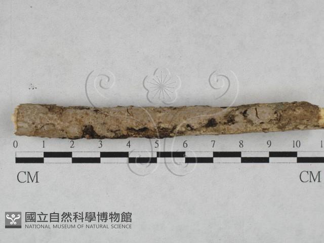 登錄號:F0028463藏品圖，第1張
