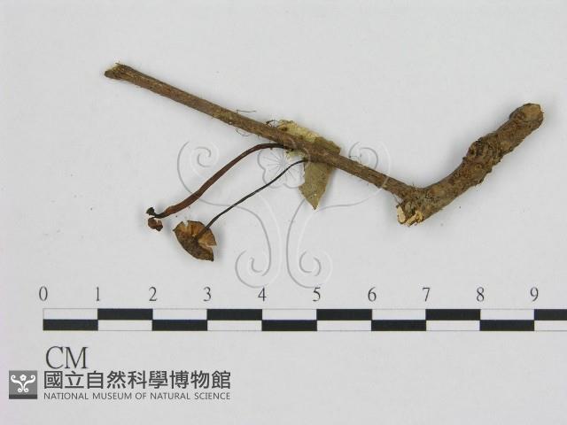 登錄號:F0008463藏品圖，第1張