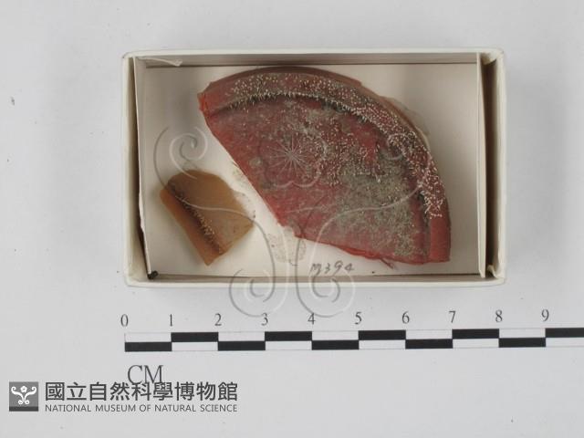 登錄號:F0018463藏品圖，第1張