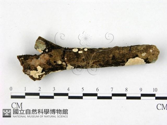 登錄號:F0020463藏品圖，第1張