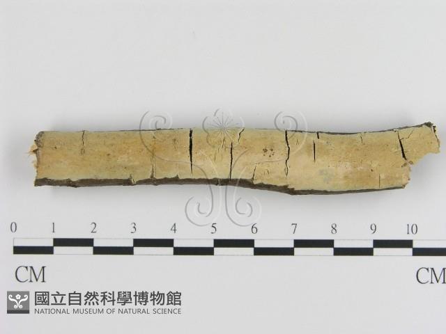 登錄號:F0000463藏品圖，第1張