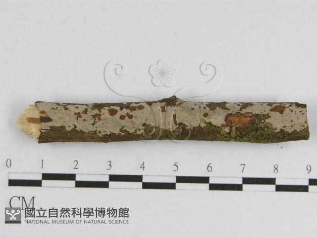 登錄號:F0010463藏品圖，第1張