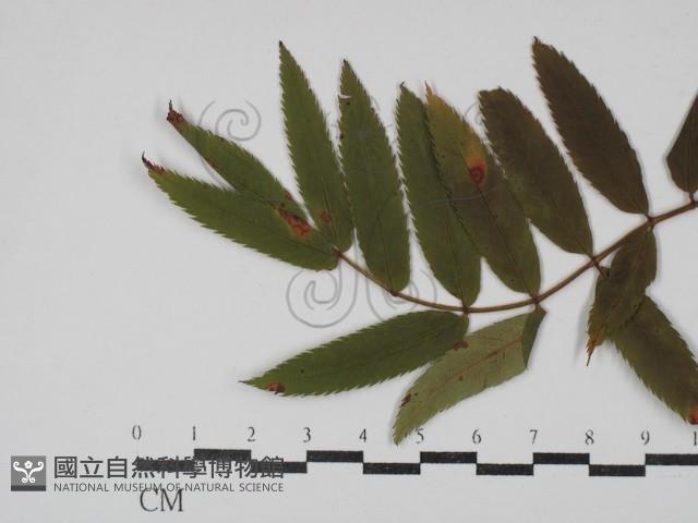登錄號:F0030463藏品圖，第1張