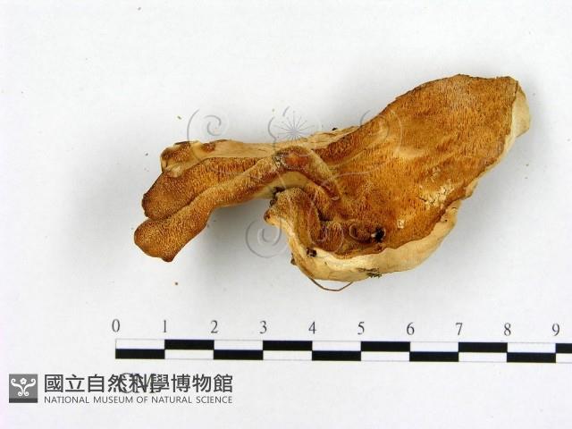 登錄號:F0006463藏品圖，第1張