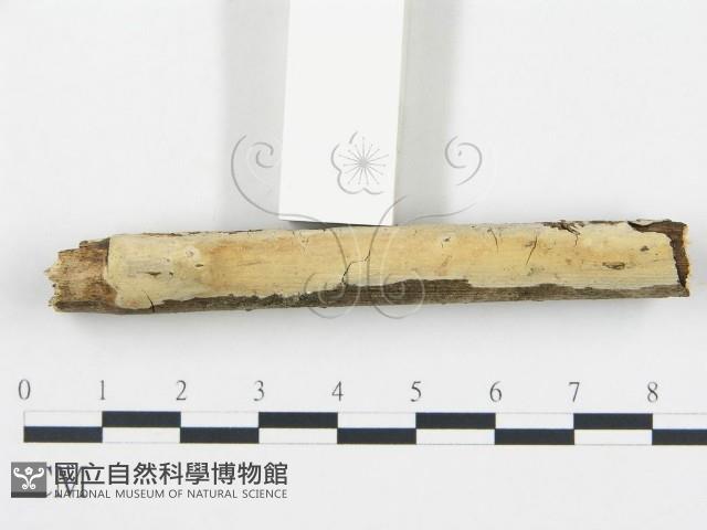 登錄號:F0001463藏品圖，第1張