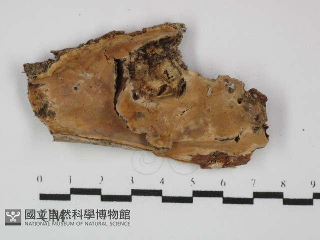 登錄號:F0031463藏品圖，第1張