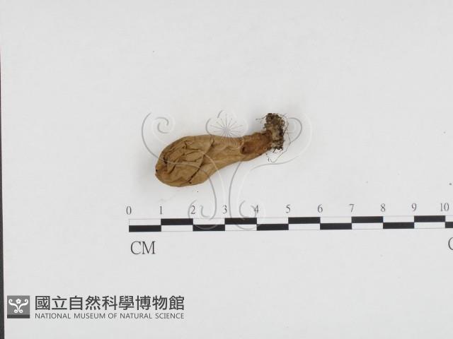 登錄號:F0024463藏品圖，第1張