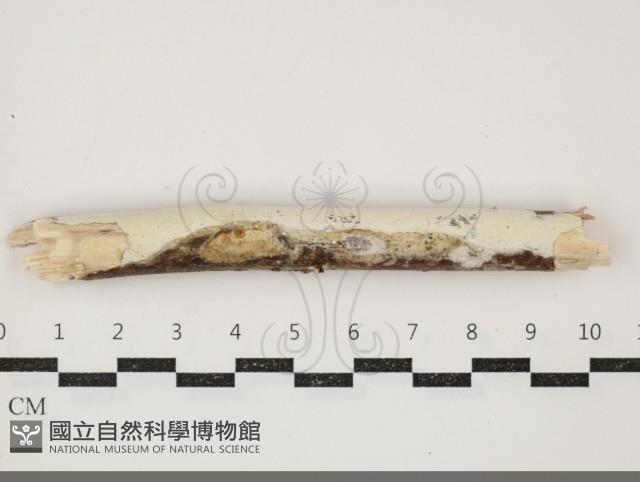 登錄號:F0034463藏品圖，第1張