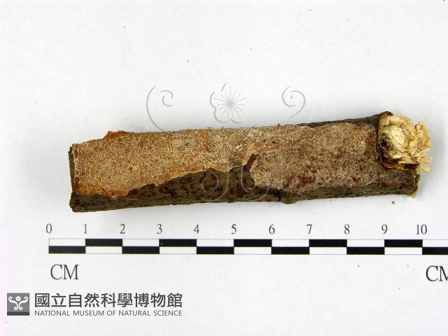 登錄號:F0022463藏品圖，第1張