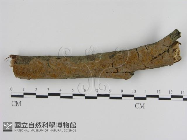 刺革菌屬藏品圖，第1張