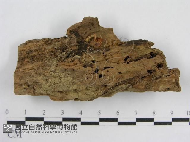登錄號:F0012463藏品圖，第1張