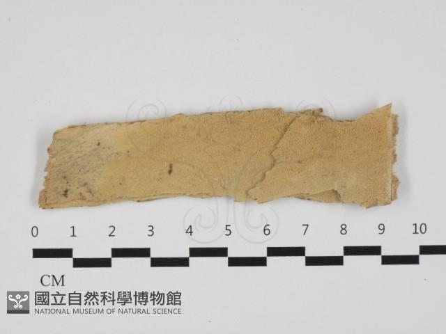登錄號:F0032463藏品圖，第1張