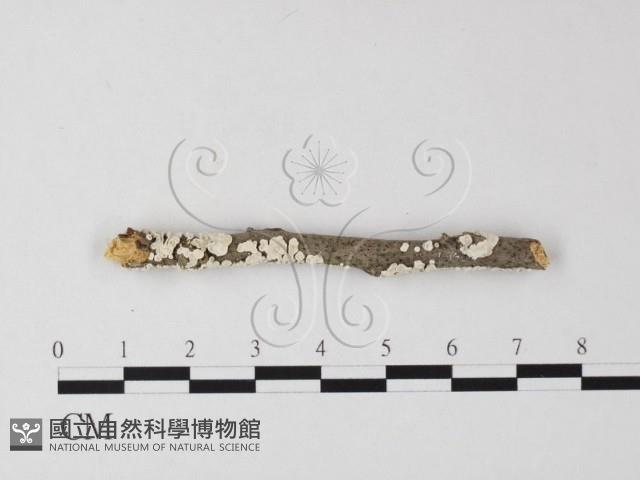 登錄號:F0025463藏品圖，第1張