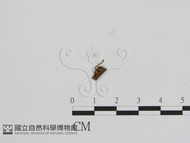 登錄號:F0005463藏品圖，第1張