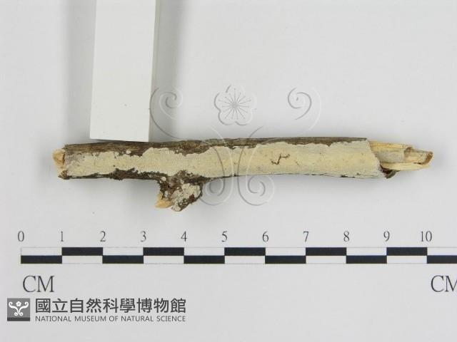 登錄號:F0015463藏品圖，第1張