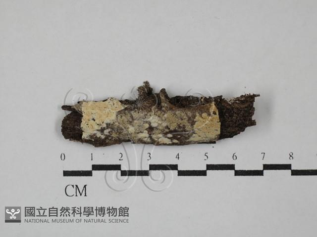 Accession Number:F0029463 Collection Image, Figure 1, Total 2 Figures