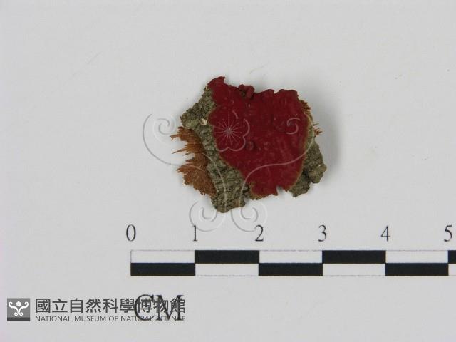 登錄號:F0009463藏品圖，第1張
