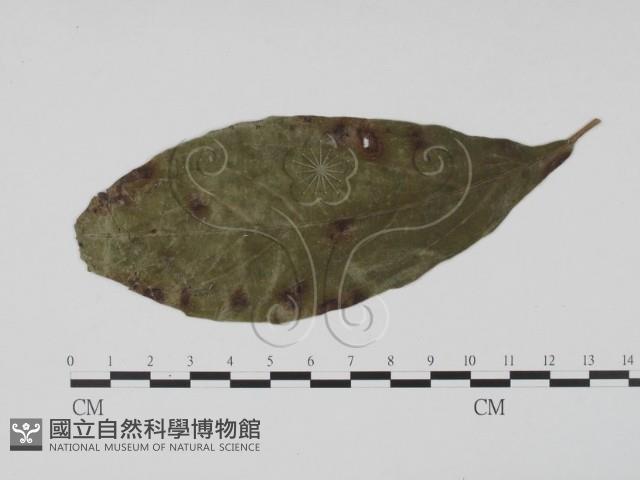登錄號:F0019463藏品圖，第1張