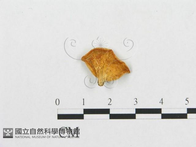登錄號:F0013463藏品圖，第1張