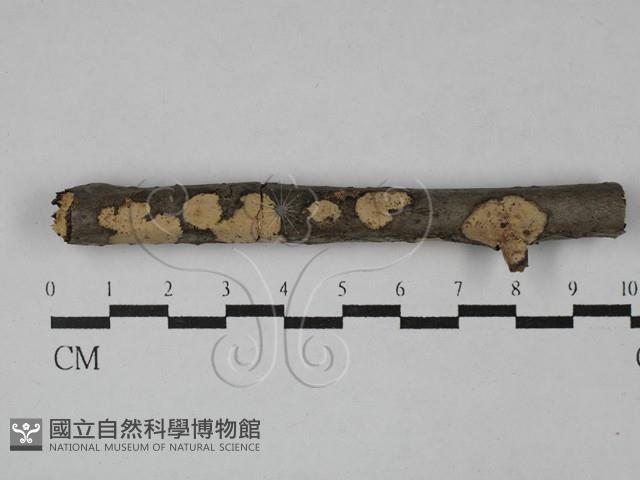 登錄號:F0028763藏品圖，第1張