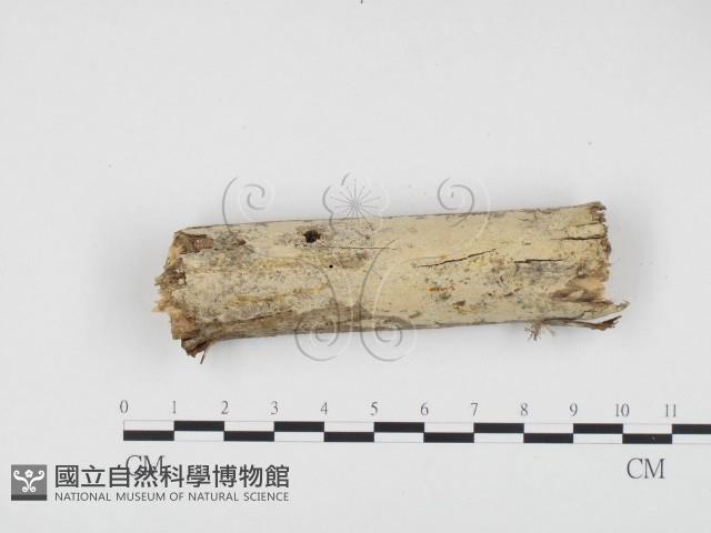 冇骨消絲齒菌藏品圖，第1張