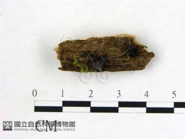 登錄號:F0020763藏品圖，第1張