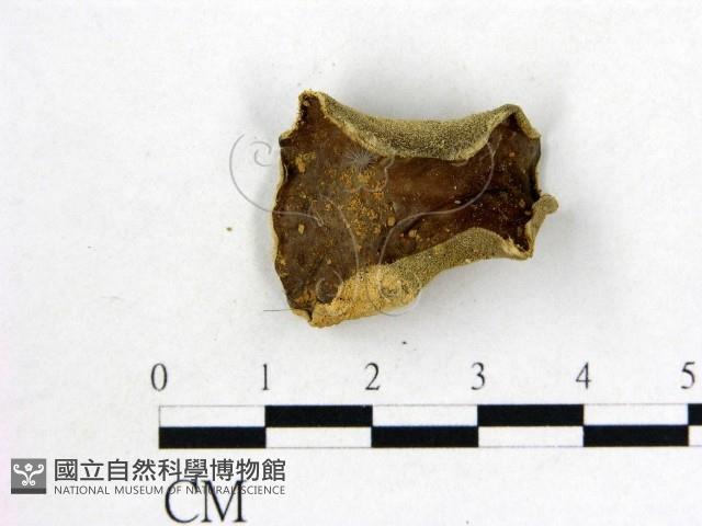 毛木耳藏品圖，第1張