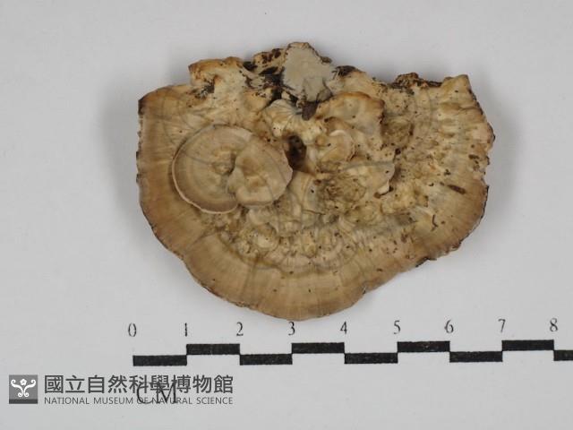 栓菌屬藏品圖，第1張