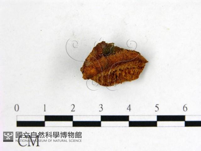 登錄號:F0006763藏品圖，第1張