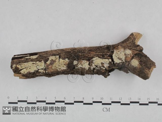 登錄號:F0021763藏品圖，第1張