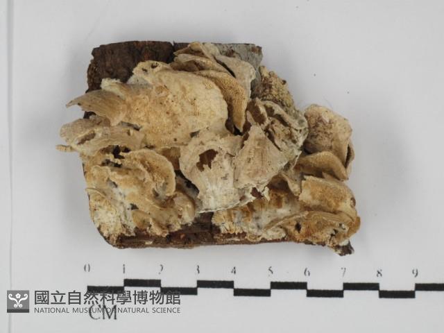 登錄號:F0031763藏品圖，第1張