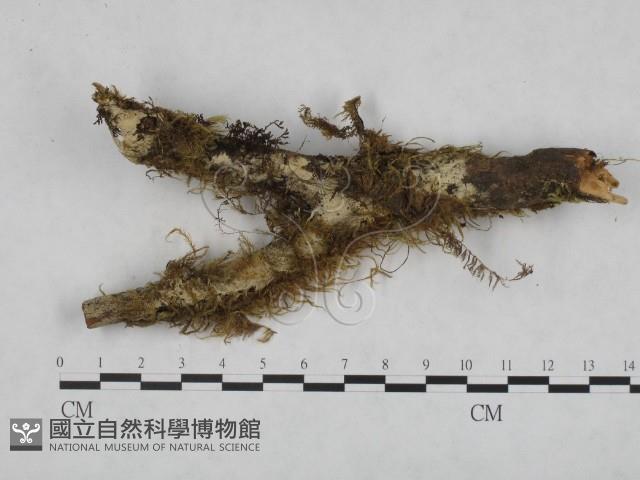 登錄號:F0024763藏品圖，第1張